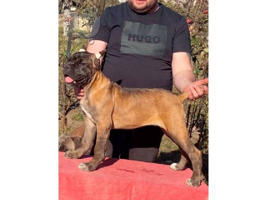 PoulaTo: Κουτάβια Cane Corso